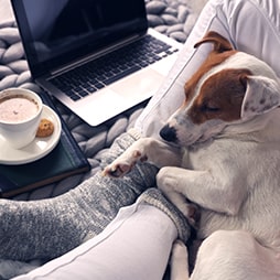 Pet